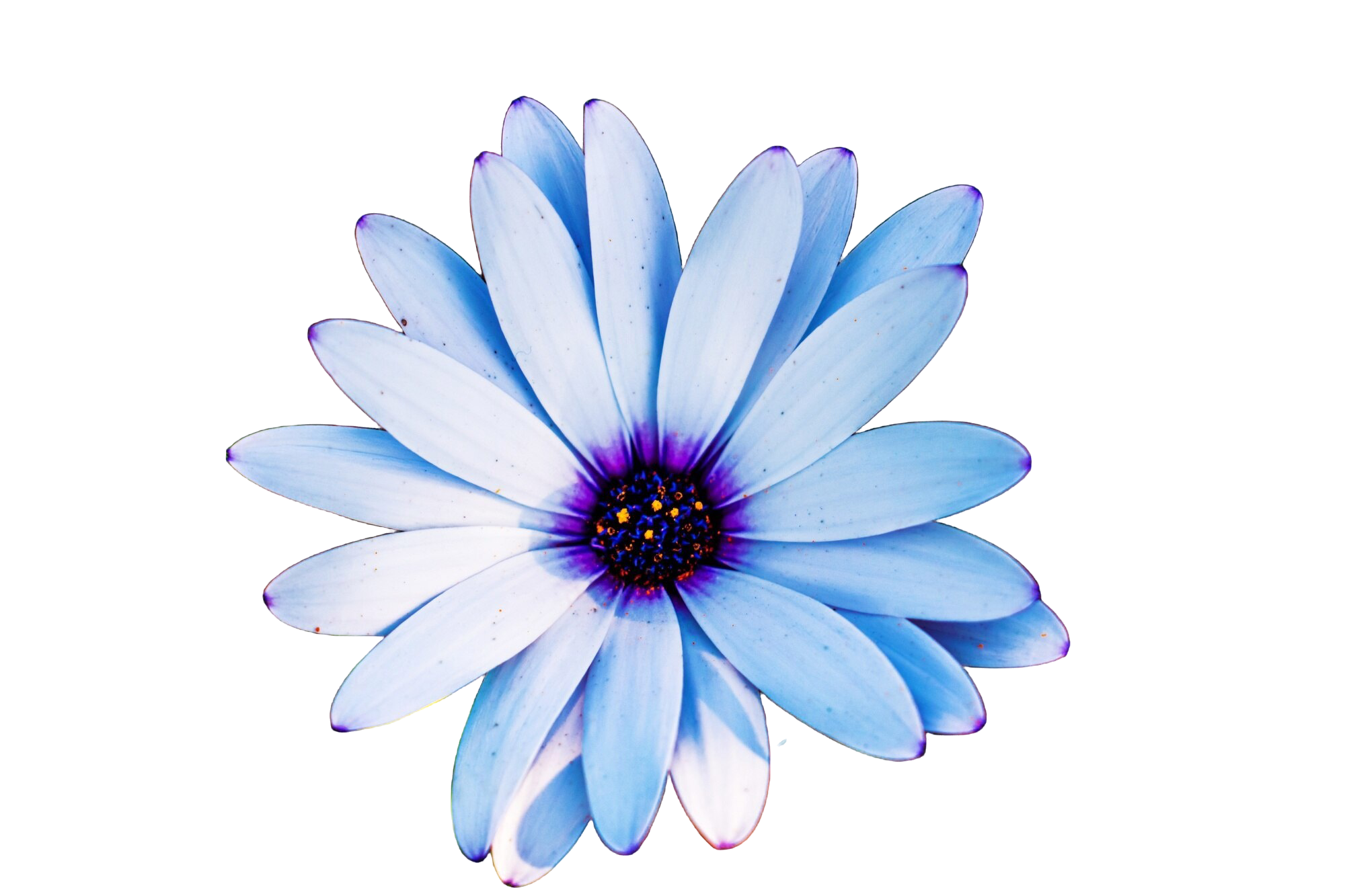 home flower
